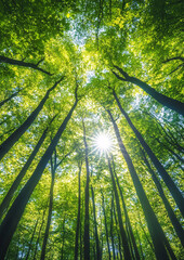 Fototapeta premium Tree background, tree low shot angle 