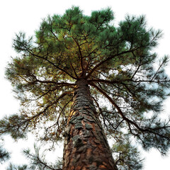 Fototapeta premium Tall Pine Tree with Rustic Trunk and Branches