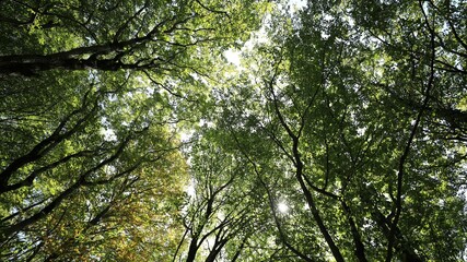 Fototapeta premium Lush Green Tree Canopy with Sunlight