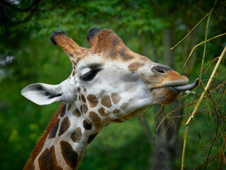 Detail of a giraffe which is eating