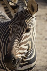 Naklejka premium Close-up of a zebra with detailed black and white stripes.