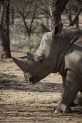 Fototapeta premium Rhino sitting in a forested area