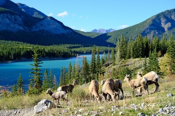 Obraz premium Herd of bighorn sheep grazing near a Barrier lake in a mountainous landscape under a clear blue sky