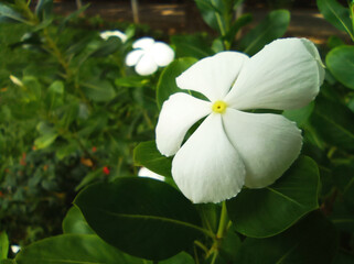 A beautiful flower Madagascar Periwinkle