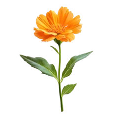  Single orange flower with green leaves isolated on white. © john