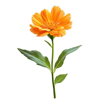 Fototapeta Single orange flower with green leaves isolated on white.