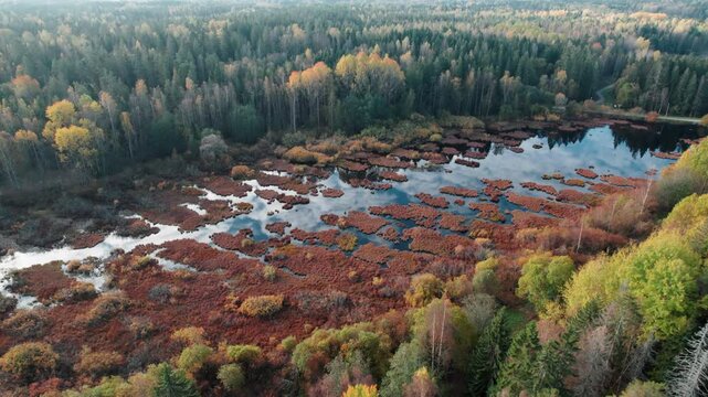 Aerial slowly circling view of a swampy lake in the middle of an autumn forest in Finland