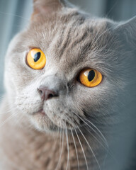 Close-Up of British Shorthair Cat With Striking Amber Eyes