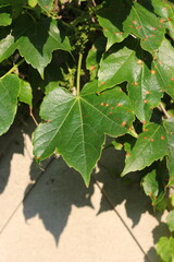 green leaves background