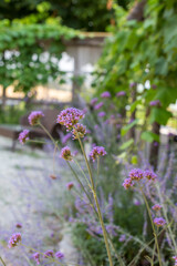 The image showcases a closeup view of a vibrant purple flower, with a wellfurnished table and a set of chairs situated in the background
