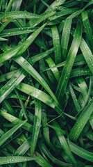 Fototapeta premium Grassy area with vibrant, healthy green grass, thin stems, and flat leaves. Water droplets add freshness and serenity.