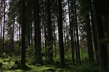 Obraz premium forest in the morning