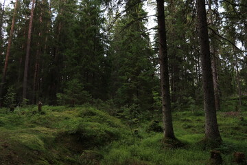 forest in the morning