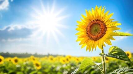 Vibrant Sunflower Under Bright Blue Sky