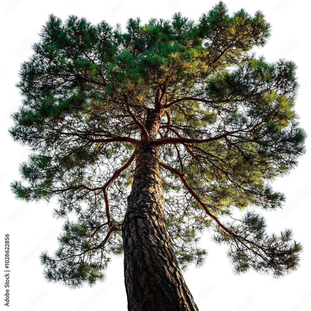 Poster tall pine tree with rustic trunk and branches