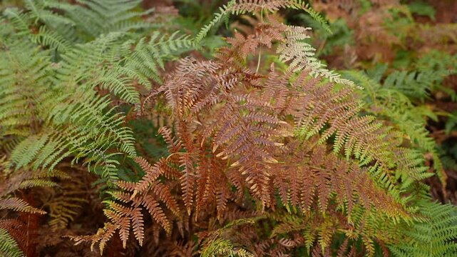 Bracken fronds, Pteridium aquilinum, turning brown in early Autumn. UK
