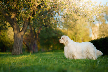 Fototapeta premium This Clumber Spaniel enjoys a quiet moment on a wooden deck surrounded by colorful spring flowers.