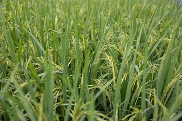 A field of rice plants with green leaves and yellow grains