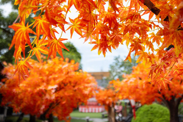 A row of fake orange trees with leaves on them