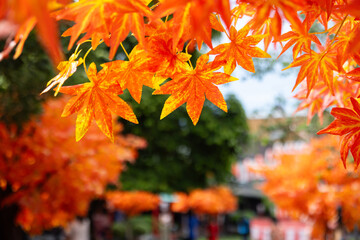A tree with fake orange leaves is in the foreground
