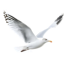 Natural white seagull isolated on a white background, aquatic animal