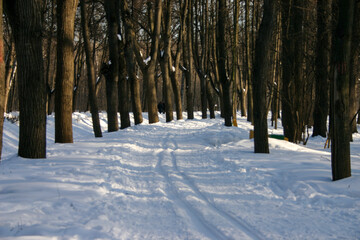 Winter landscape with snow-covered trees in the park on a sunny day