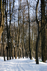 Winter landscape in the park. Trees covered with snow in winter.