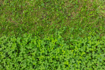 Top view of partially mown clover lawn in garden on sunny summer day. Concept of eco-friendly...