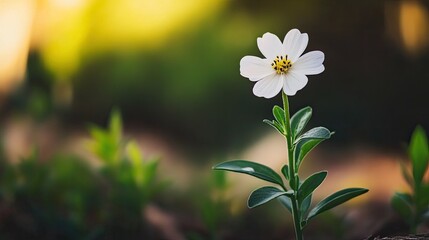 Elegant White Flower Against Soft Green Background