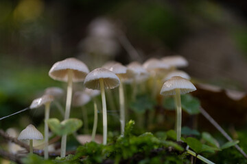 mushrooms growing on a tree in the forest