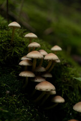 mushrooms growing on a tree in the forest