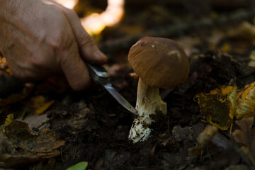 man cleaning a mushroom in the forest