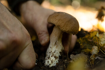 man cleaning a mushroom in the forest
