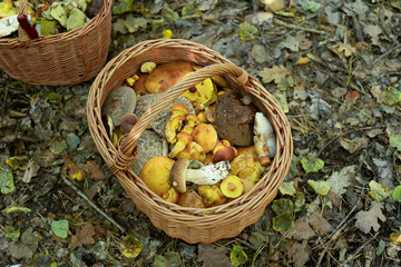 baskets of mushrooms
