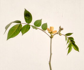 Senna coffee young growing plant isolated on white background. Closeup senna occidentalis yellow flower plant. 