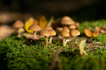 mushroom growing in moss in the forest