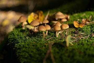 mushroom growing in moss in the forest