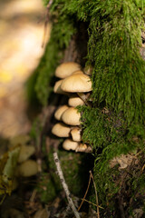 mushrooms growing on a tree in the forest