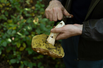 man holding mushroom in his hand and cleaning it with a knife