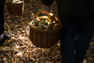 person carrying basket of mushrooms in the forest