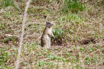 squirrel on the ground
