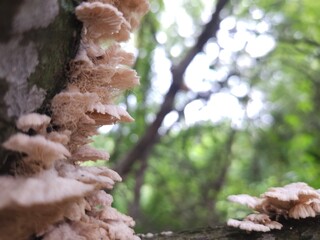 Mushrooms on fallen tree branch.