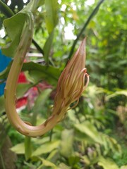 queen of the night flower