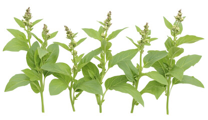 Obraz premium a group of green leaves