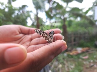 butterfly on hand