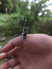 butterfly on hand