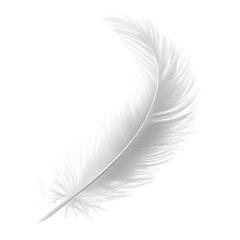 Obraz premium A white feather isolated on a transparent background