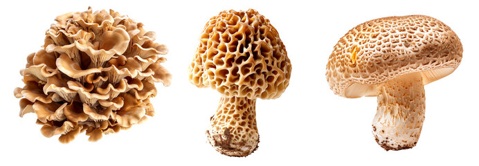 Closeup of Matsutake and Morel mushroom showing its textured cap and stem isolated on a white background. Concept of fungi and nature