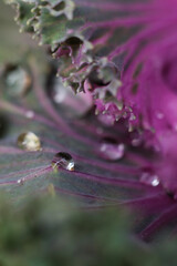 close up of ornamental cabbage, selective focus, shallow DOF	