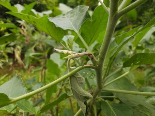 Diseased Eggplant trees